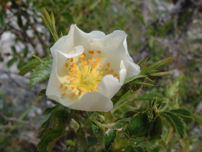 rosa sempervirens?